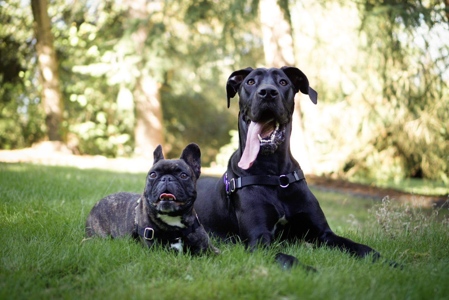 Emily's dogs — a French bulldog and a Great Dane relaxing in the grass